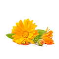Calendula Extract