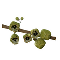 Evodia Fruit Extract