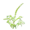 Sophora Flower Extract